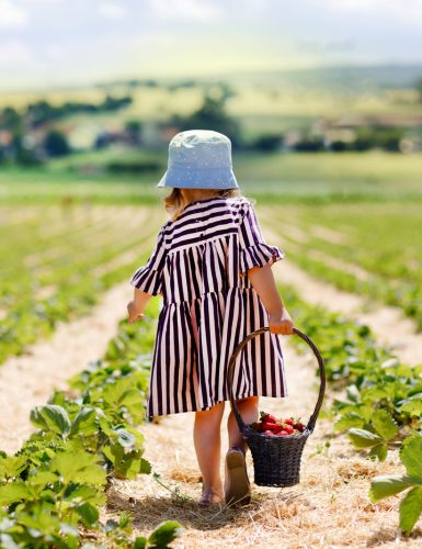 Happy little toddler girl picking and eating strawberries on organic berry farm in summer, on warm sunny day. Child having fun with helping. Kid on strawberry plantation field, ripe red berries